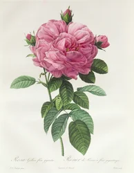 Rosa Gallica Flore Giganteo